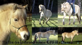 Hallie (registered name GPF Haldana)